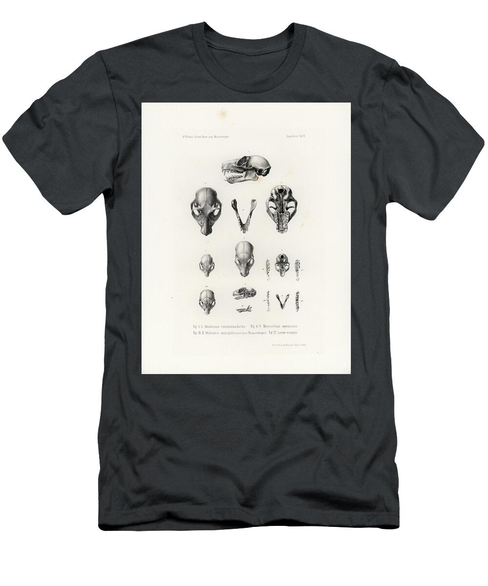 African Mammal Skulls Hugo Troschel T-Shirt