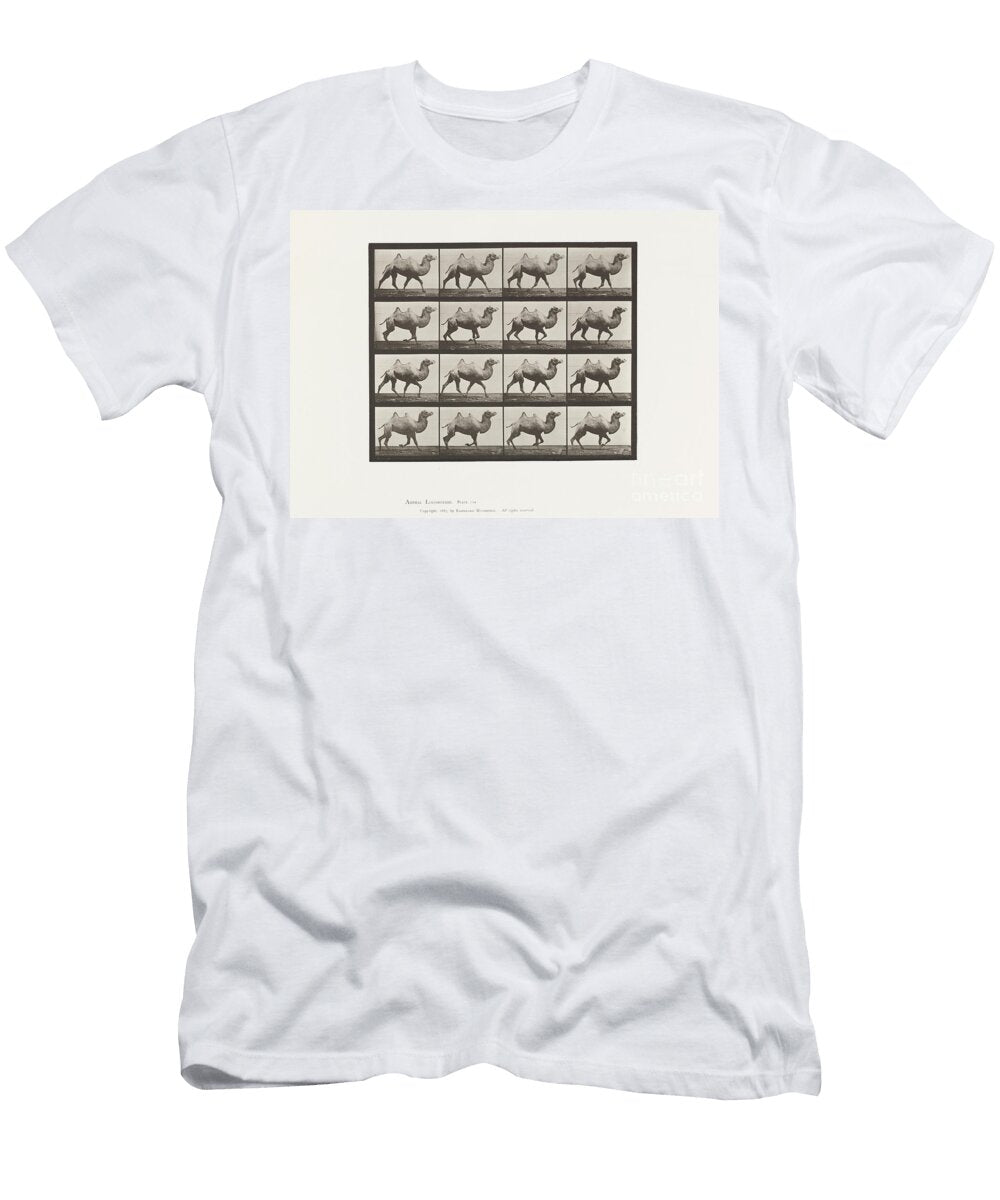 Plate 738 Bactrian Camel Racking 1885 Collotype on Paper Eadweard Muybridge T-Shirt