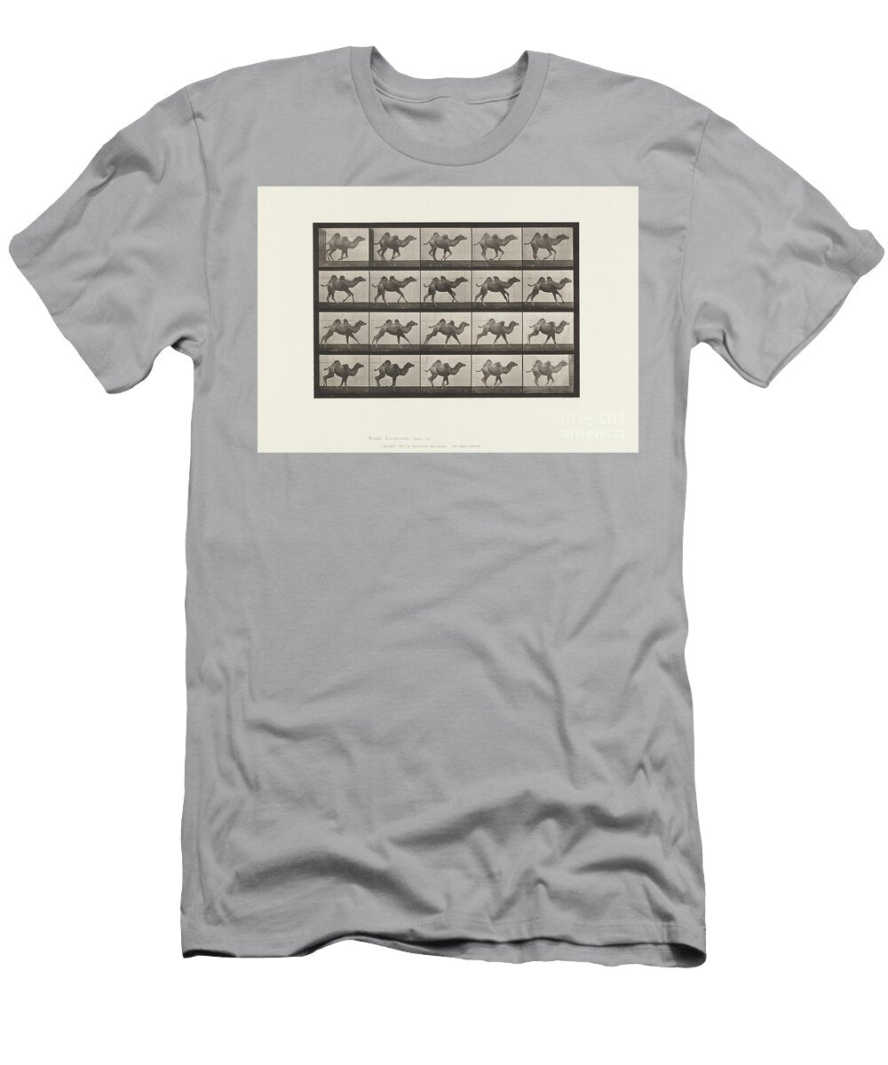 Plate 740 Bactrian Camel Young Galloping 1885 Collotype on Paper Eadweard Muybridge T-Shirt